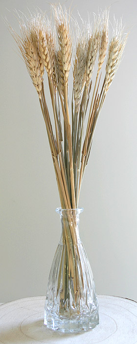 Petit vase transparent avec épis de blé